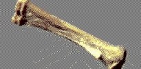 243_imgGrande_galli_princ